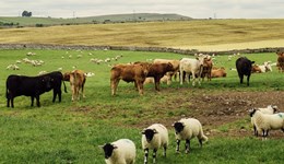 What’s the outlook for Australia and New Zealand’s beef and lamb sectors and what does this mean for the UK?